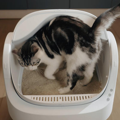 RoyalSavings Petpivot Autoscooper 11 open-top self-cleaning cat litter box with odor-free waste disposal and trash bags.